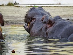 Tiergarten Schönbrunn am 12.03.2025